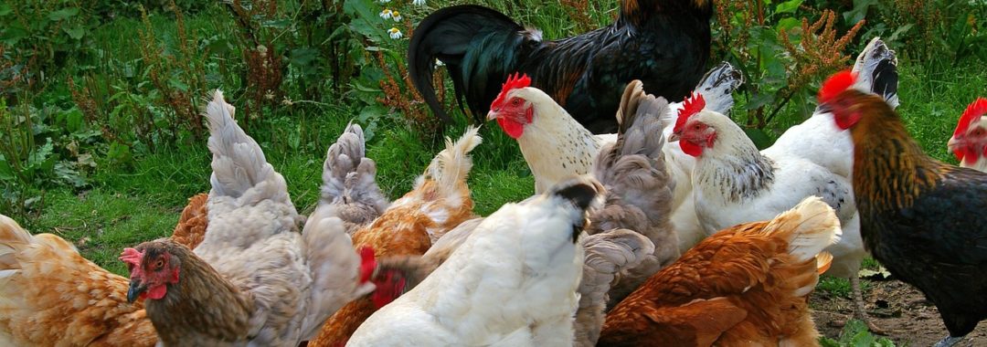 Chickens 874507 1280