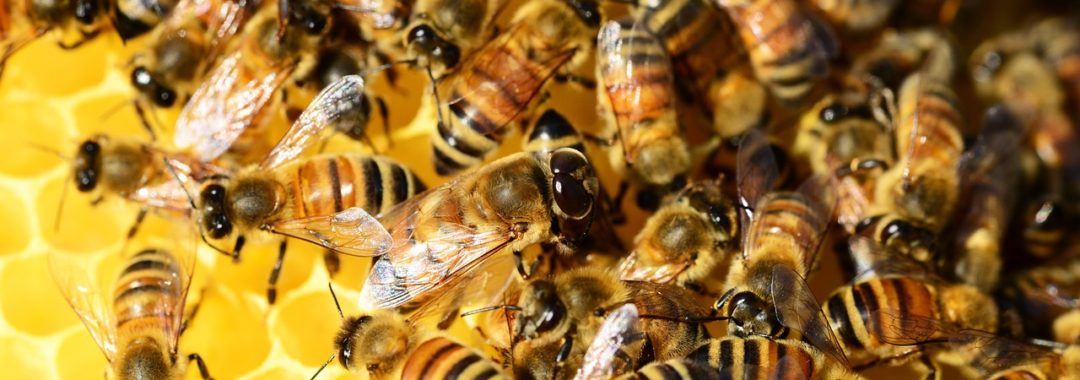 Honey Bees 326336 1280