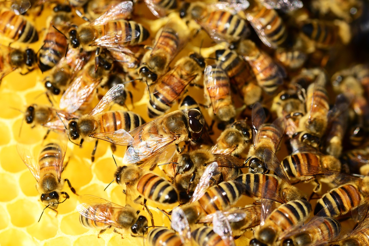 Honey Bees 326336 1280