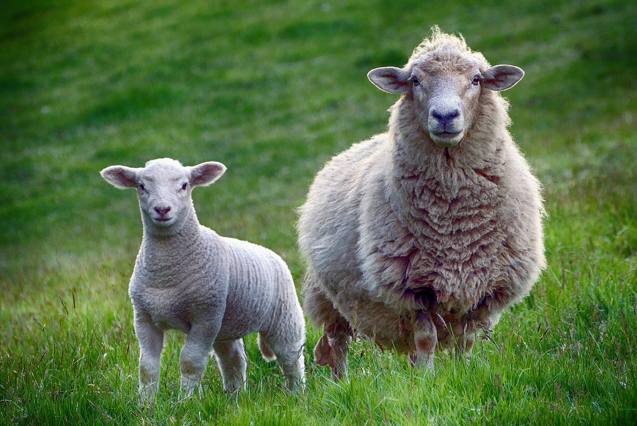 Sheep 2641172 1280