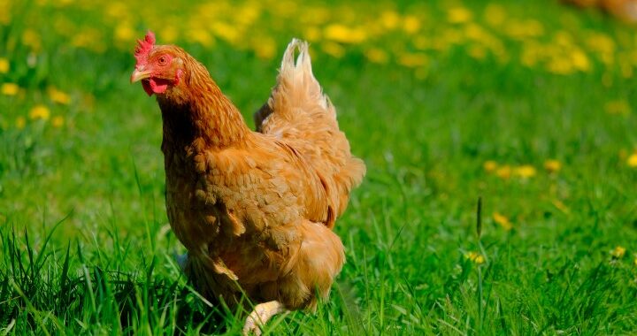 Chicken720x370