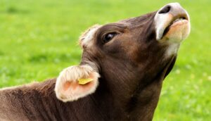 Cow 3089207 960 720 300x172