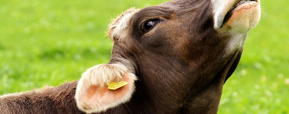 Cow 3089207 960 720