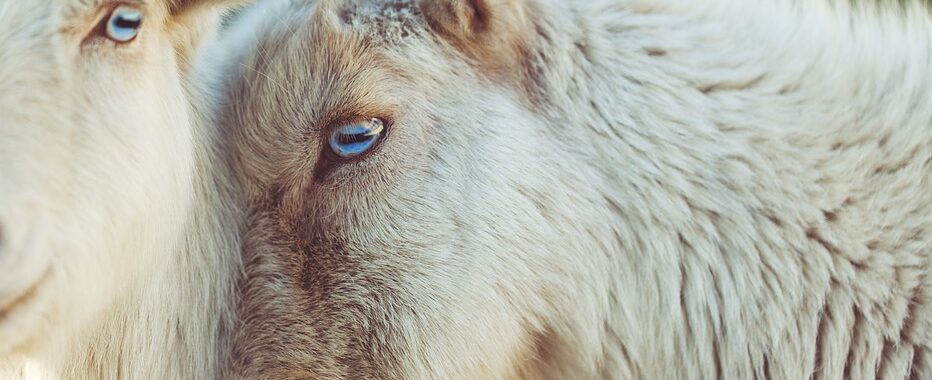 Sheep 2592305 960 720