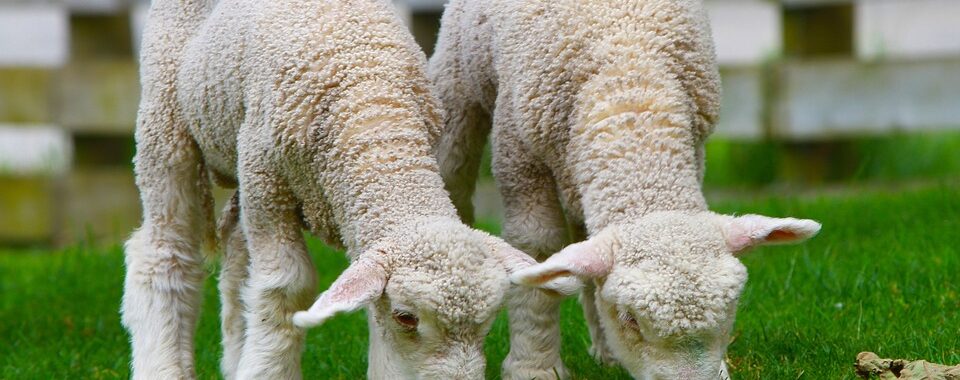 Sheep 50914 960 720