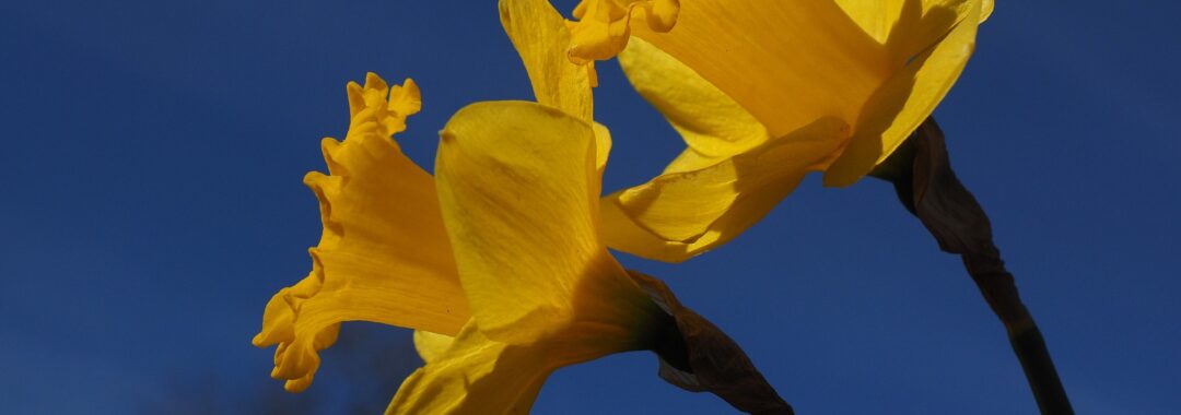 Narcis