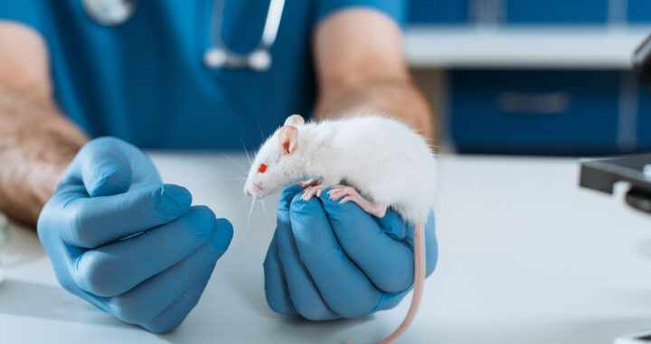 laboratorní myš